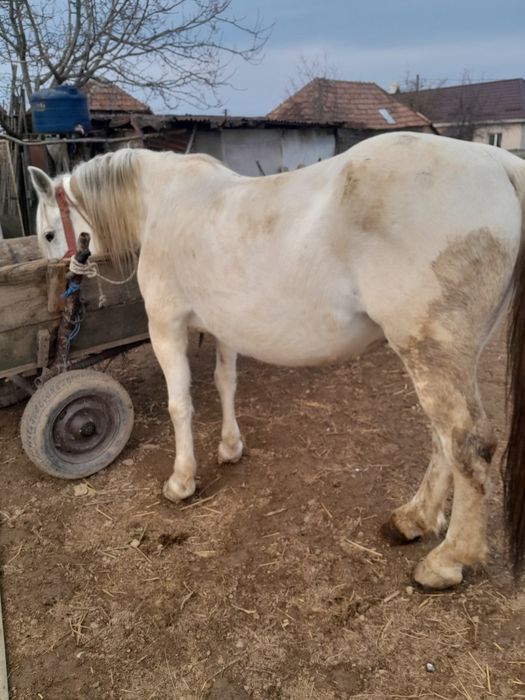 Vind o iapă cuminte