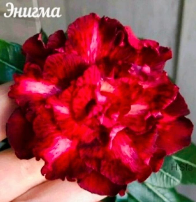 Адениумы разных сортов