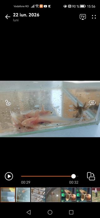 Axolotl pui diverse culori