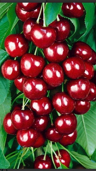 Pomi Fructiferi Columnari (Cires )