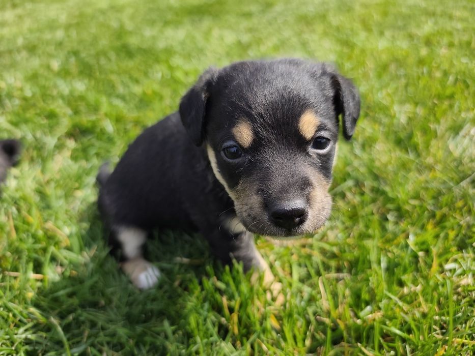 Подарявам кученца