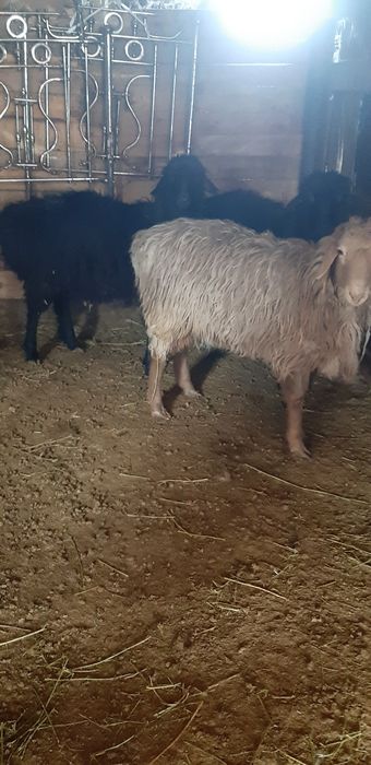 Продам кочкары готовые