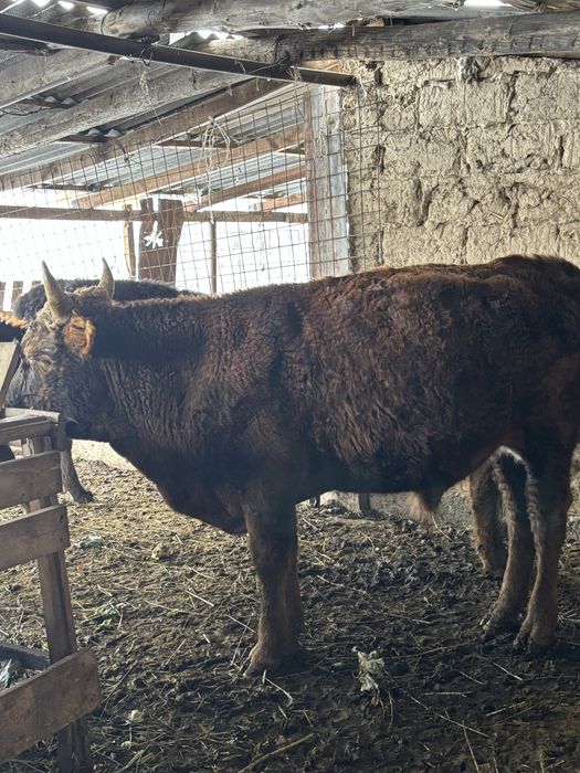 продаються бычки