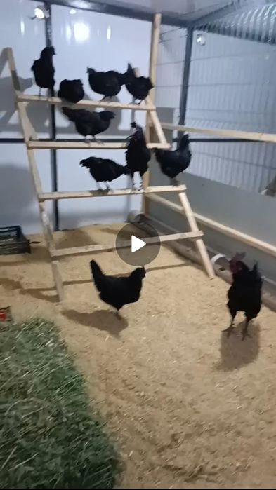 Ухаюл Жужалари 11 Дона 55 кунлик