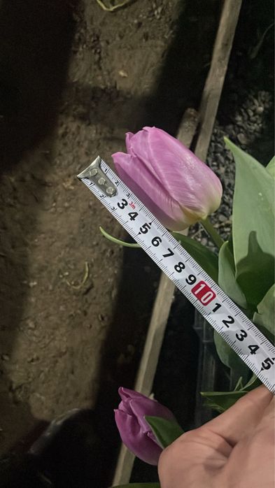 Крупные Тюльпаны Петропавловск