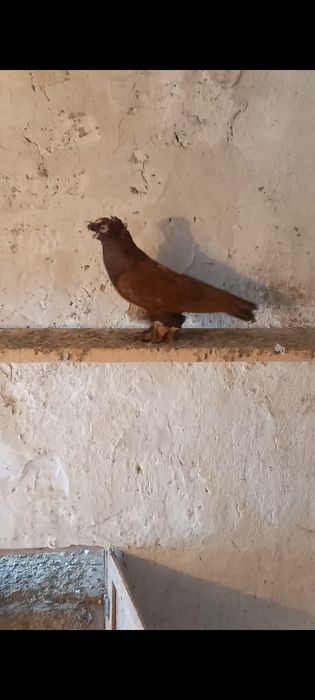 Голуби самцы ...