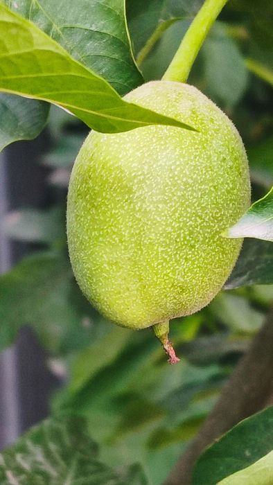 Китайский Орех (Қабығы Жұқа)