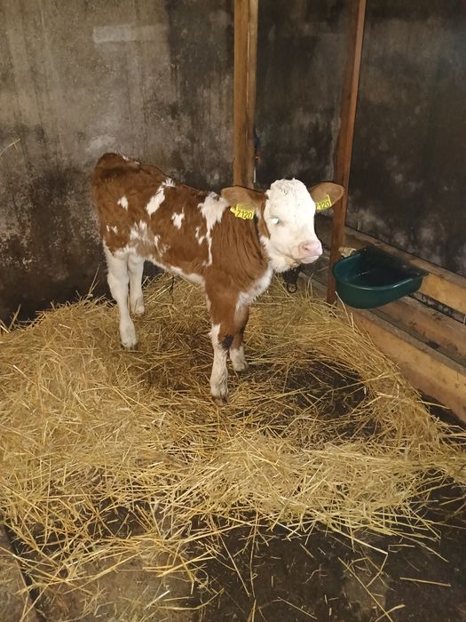 Vițea bălțată de o săptămână