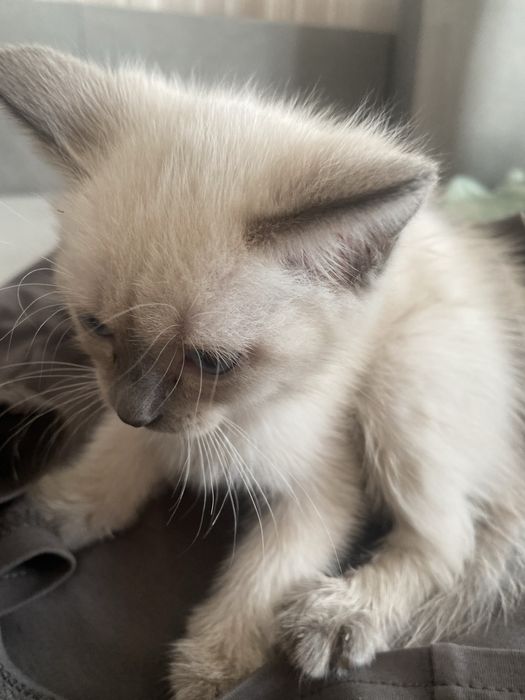 Алаомоаоалмслалмшмлплмлмлмлслалммллслпилмллпплилмлплрлмлмлплплммл