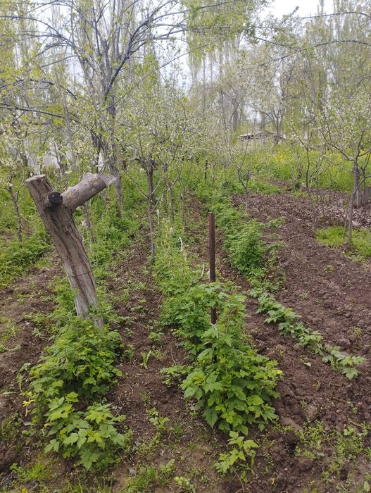 Тошкент вил бостонлик үи сотилади хужати бор 11 сотых газ свет су бор