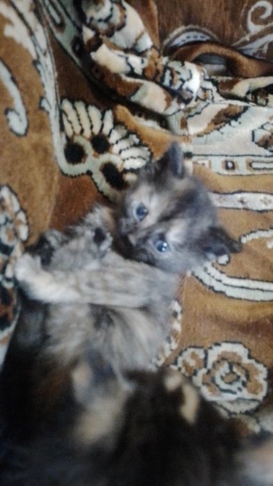 Котята в добрые руки.