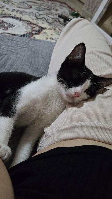 кошка домашняя 4 месяца мальчик
