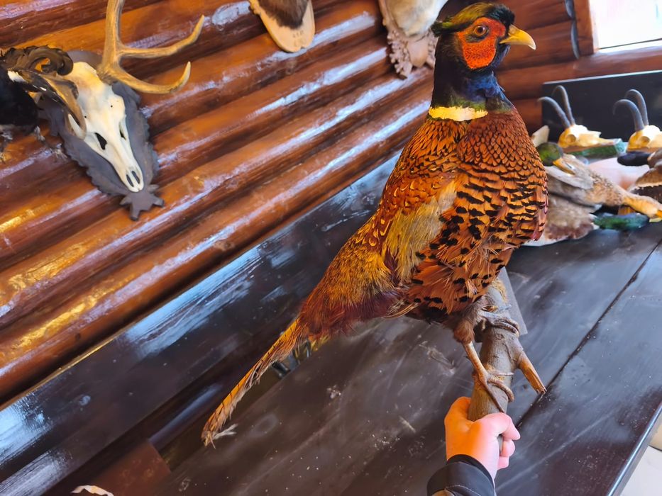 Cocos de munte naturalizat