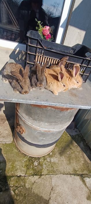 Iepuri uriaș de Transilvania și uriaș gri german