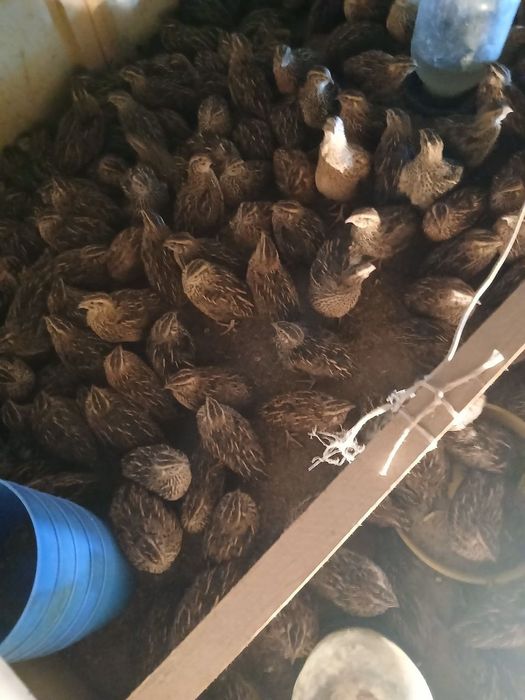 Bedana hurozlari sotiladi 70 kunlik