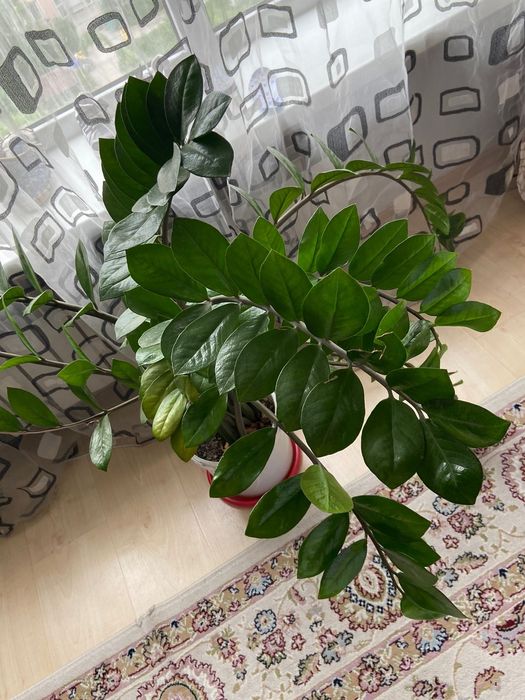 Комнатные цветы.