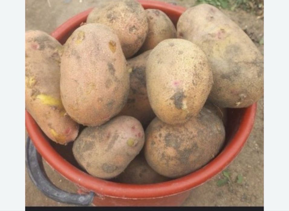 Продаем картошку домашнюю