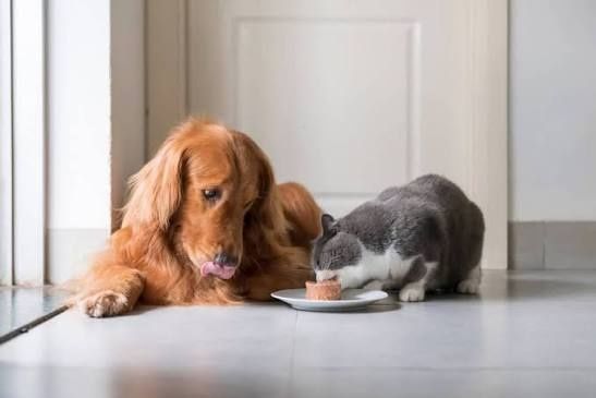 Натуральная еда для ваших питомцев!