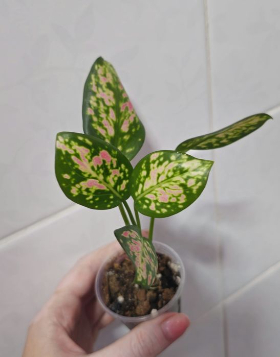 Аглаонемы Тайланд, Китай