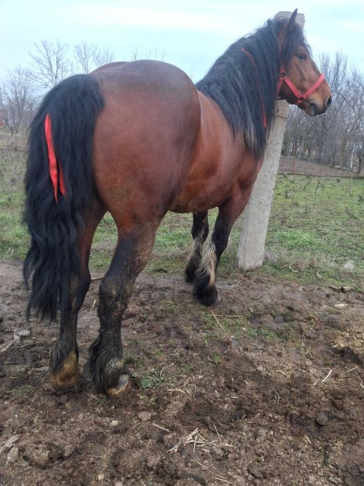 Cal armasar de vanzare