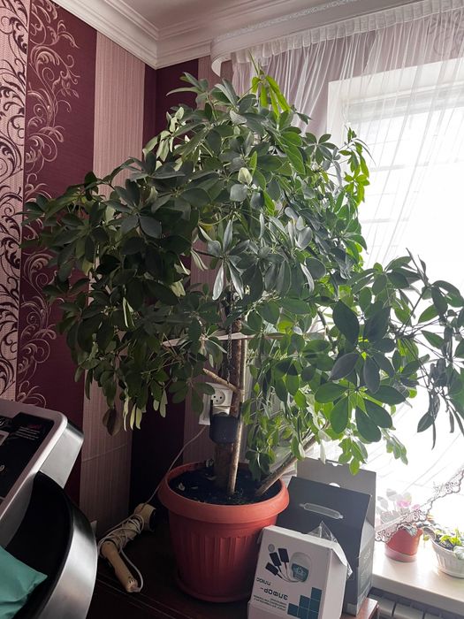 Цветок  Шеффлера 140см