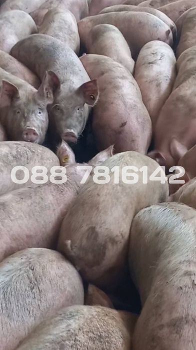 Продавам прасета