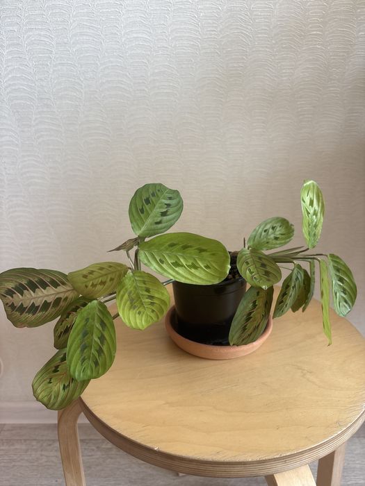 Продам комнатные цветы