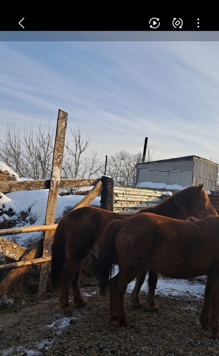 Екі бас жас бие сатам