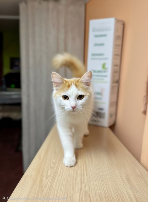 Пристраивается котёнок