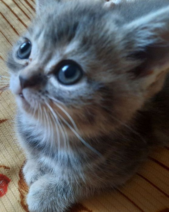 Котята Скоттиш-страйт