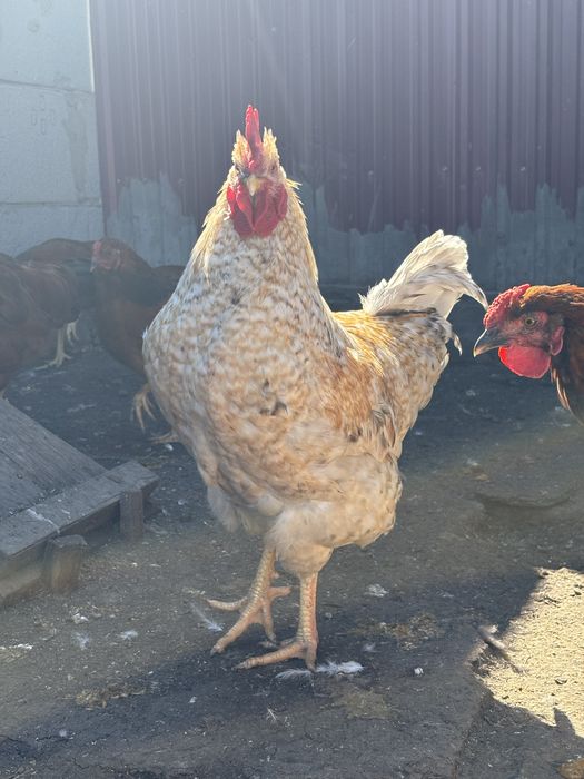 Продам петухов по 4000