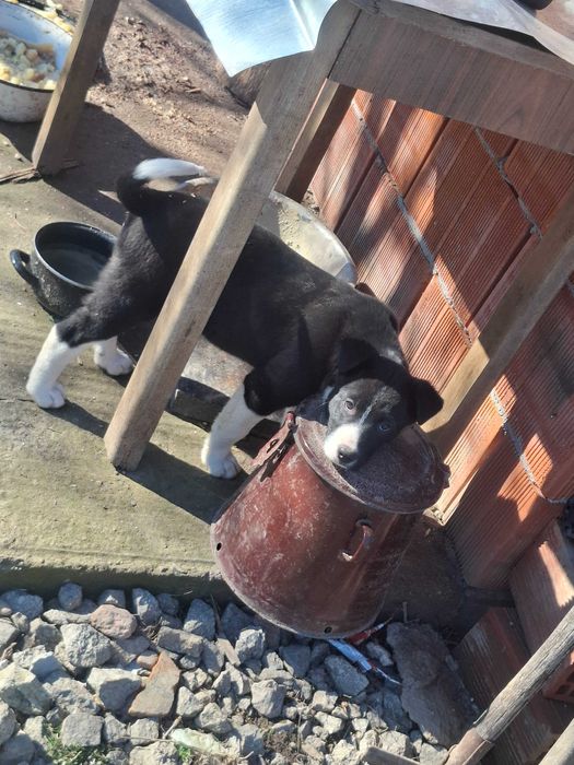 Donez 2 femele  de aproximativ  3 luni