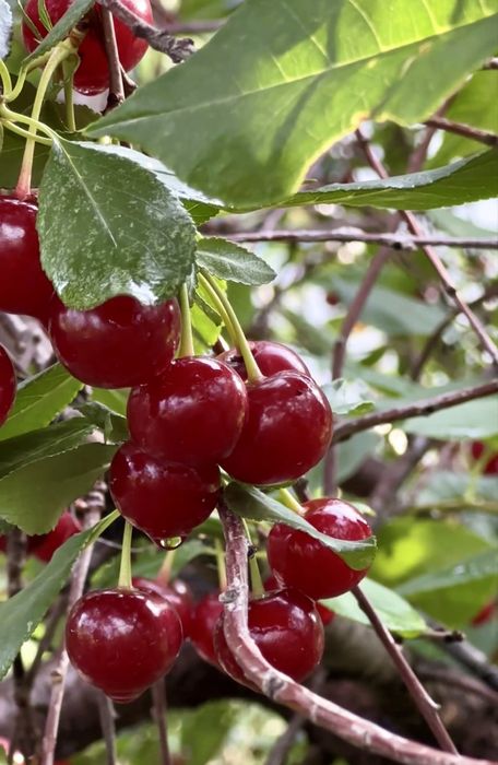 ДАЧА МЕДЗАВОД. баня, гараж,