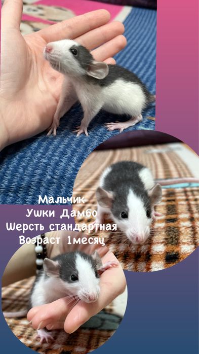 Крысята ручные малыши кудряшки  (крысы,крыса)