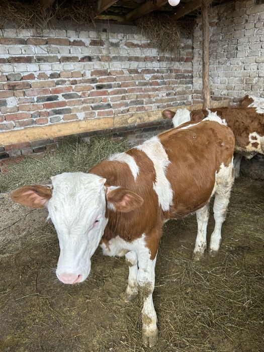 Продавам мъжки телета за угоявяне симентал и абардин добре отгледани моля само сериозни обаждания