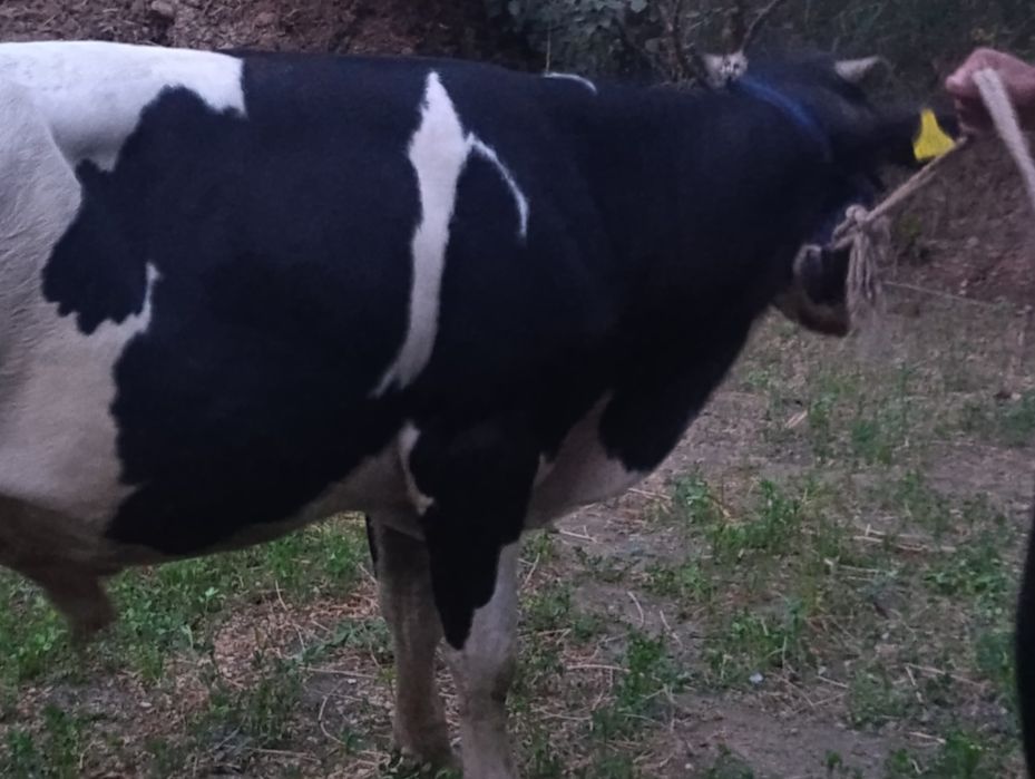 Simentalga Gibrid buqa sotiladi