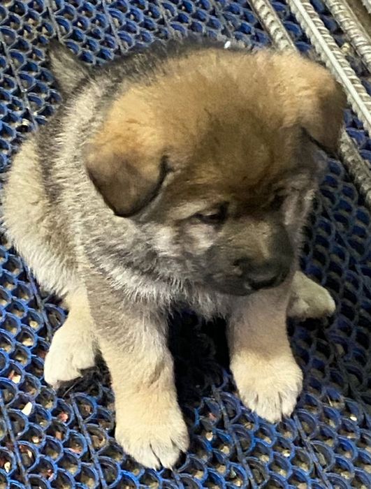 Отдам щенков в хорошие руки