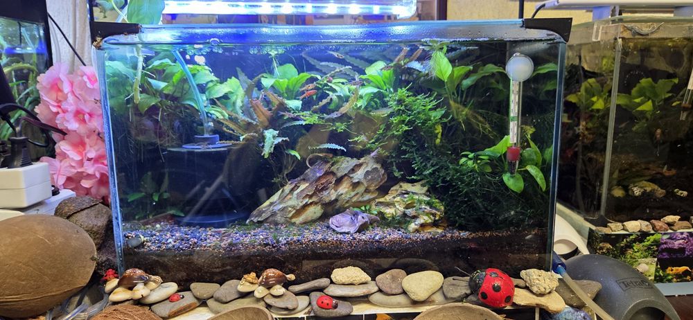 Продавам 25 л.аквариум с всичко живо в него,риби,растения,скариди