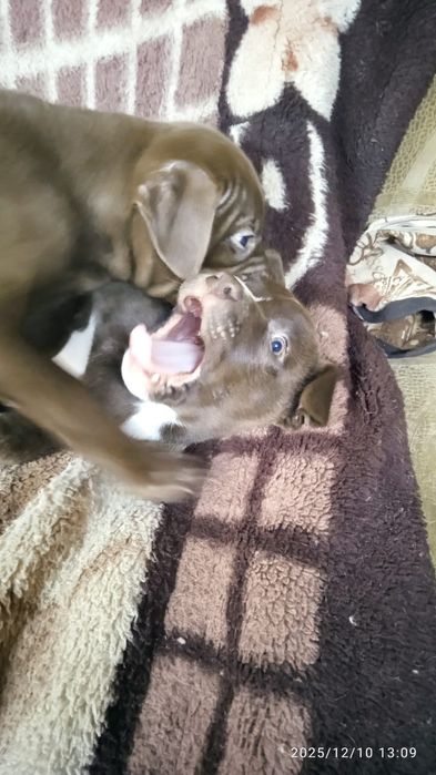 Продам щенков питбуля 50.000