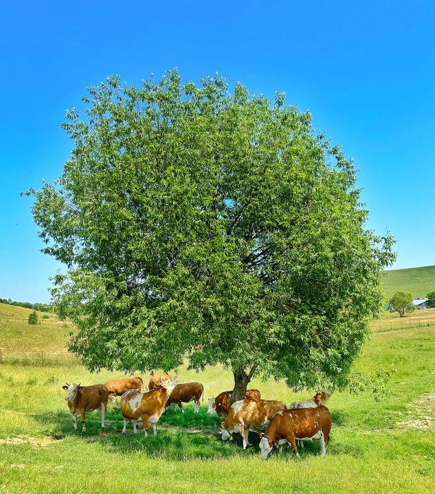 Vaci și juninci de vânzare