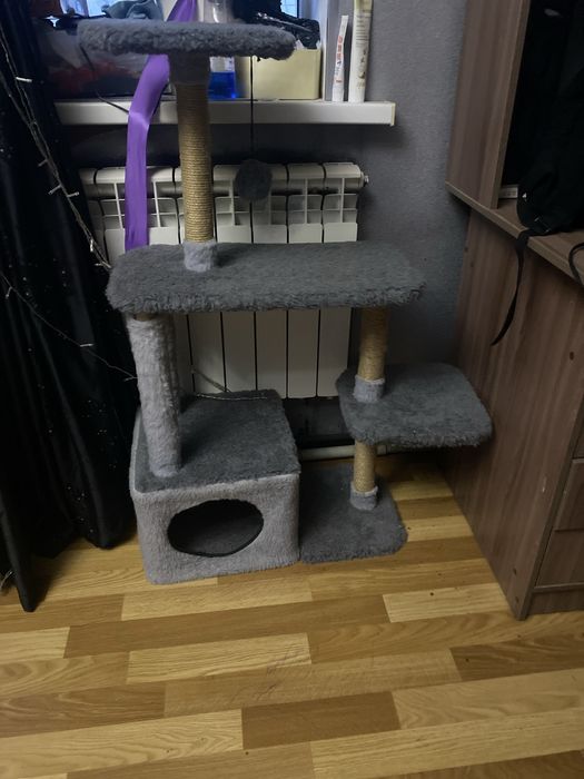 Кот домашний хороший