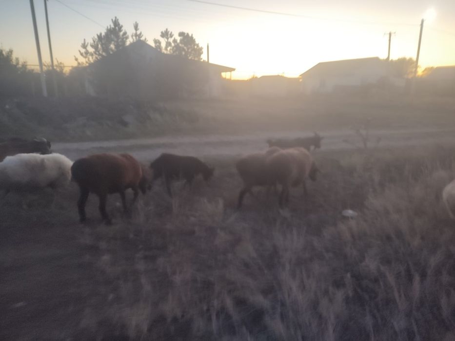 Продам овец, коз.