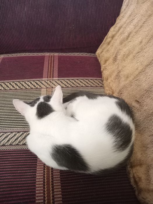 Красивая кошечка 1000тг