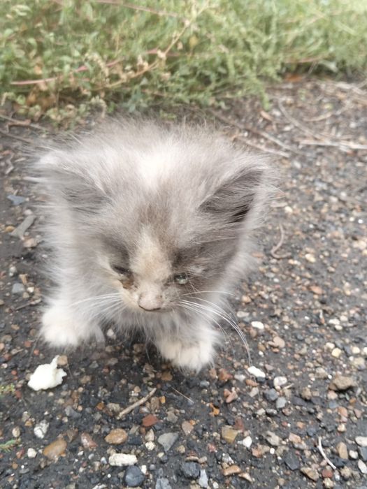 котенок в добрые руки переметное