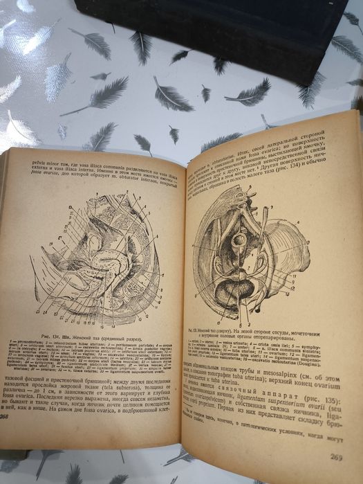 Антикварная книга анатомия человека
