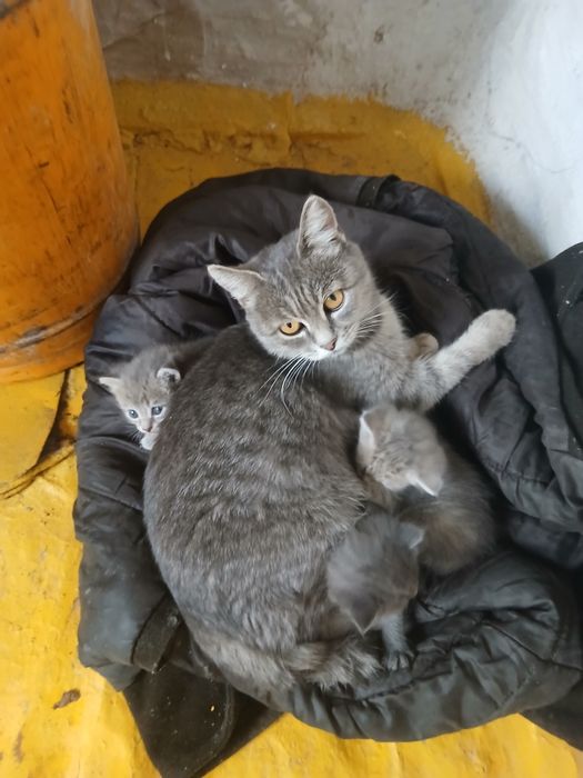 Котята дымчатые 3