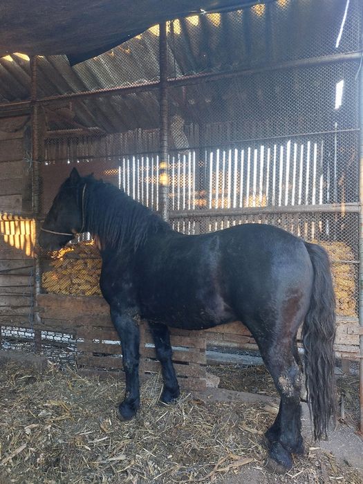 Vand sau schimb armasar