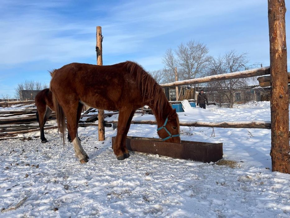 Продам кобылу  4года