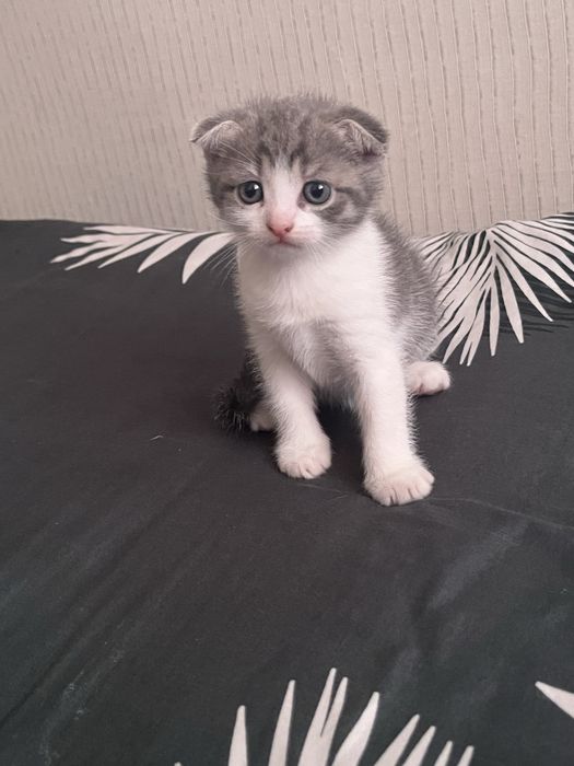 Отдам веслоухого британца
