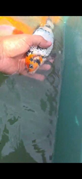 Crap koi butterfly  aclimatizati crescuti in balta naturala
